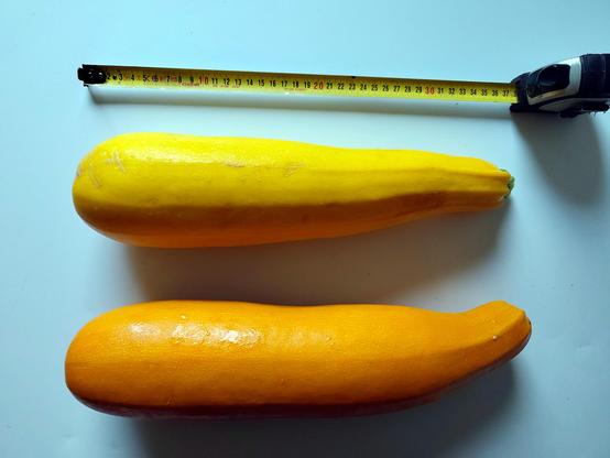 Valkoisen pakastinarkun päällä vaakatasossa kaksi keltaista kesäkurpitsaa. Yläpuolella mittanauha joka näyttää suurinpiirtein 37 cm molempien pituudeksi.