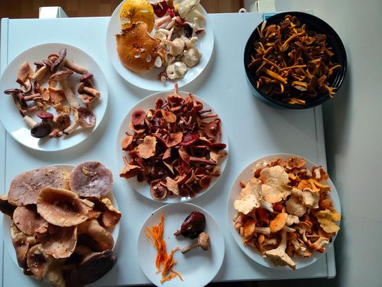 Valkoisen pakastinarkun päällä lautasia jossa eri sieniä. Vasemmalla ylä- ja alalautasella kaikenlaisia rouskuja, keskellä ylhäällä eri värisiä haperoita, sen alla lisää vähän pienempiä rouskuja, tjs. suolasieniä kummiskin. Sen alla pienemmällä lautasella 2 eri tattia ja hieman keltasarvikkaa. Oikealla ylhäällä mustassa kipossa paljon suppilovahveroja. Sen alapuolella paljon orakkaita, lampaankääpää, kantarelleja, jne. sekaisin.