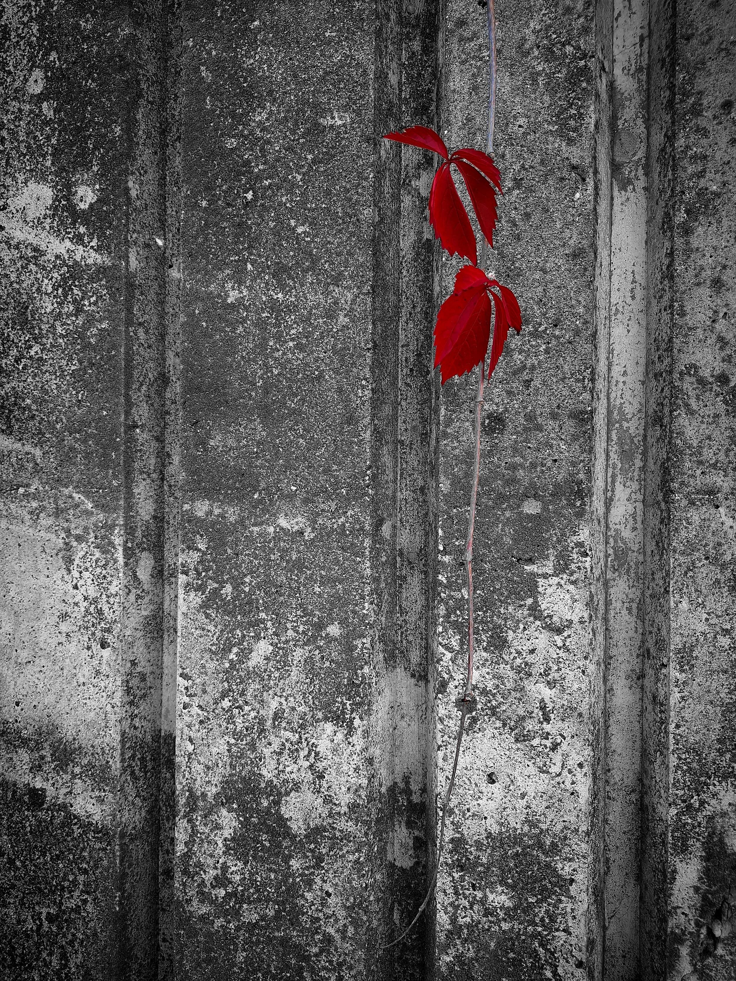 A red Virginia creeper vine against a grey concrete wall.

Punainen villiviinin oksa harmaata betoniseinää vasten.

Taken by me.