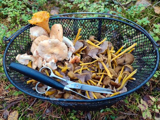 Kuva otettu metsästä. Musta kori joita näkee yleensä polkupyörien edessä on maassa, ympärillä metsäkasvillisuutta. Kori on melkein täys suppilovahveroita, muutama isohko orakas siinä päällä ja sakset sekä sieniveitsi.