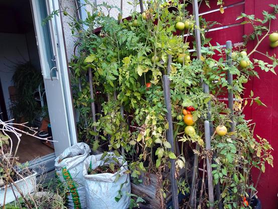 Isoissa puulaatikoissa korkeat tomaattipuskat punaista aitaa vasten takapihalla jossa roikkuu punaisia ja vihreitä tomaatteja, osa vähän piilossa. Pari multasäkkii laatikoiden edessä. Vasemmalla näkyy sisätiloissa rönsylilja putous.